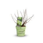 Hortenzia metlinatá (Hydrangea paniculata) ´GROUNDBREAKER® GREENY´ by LIVING CREATIONS®´ - výška 20-30 cm, kont. C1,5L